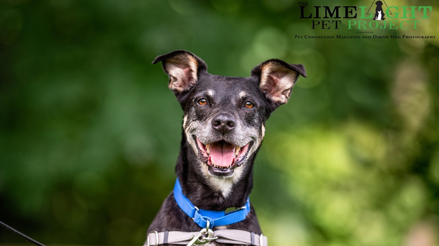 Limelight Pet Project: Meet Judah!