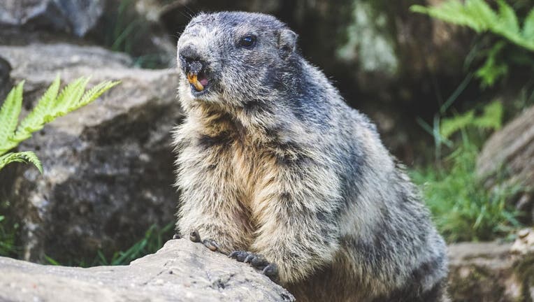 Marmot