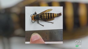State agriculture department captures first male Asian giant hornet detected in the U.S.