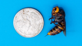 Agriculture officials report two Asian giant hornet sightings, one captured in Whatcom County