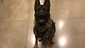 'Their bond was undeniable': Tacoma PD mourns loss of K9 killed in gunfight with homicide suspect