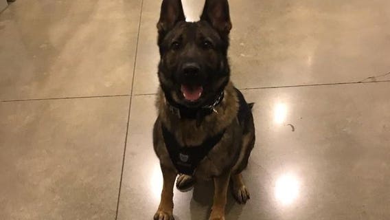 'Their bond was undeniable': Tacoma PD mourns loss of K9 killed in gunfight with homicide suspect
