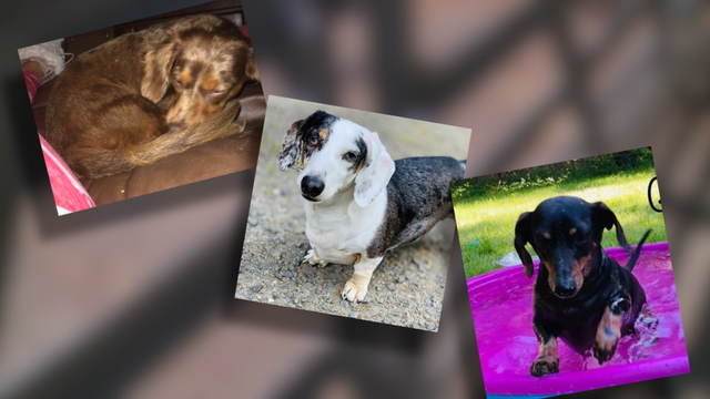 Kitsap County woman pleads for the return of her three stolen dogs