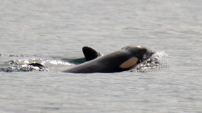 Second new orca baby spotted with J-Pod in less than a month