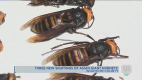 Officials confirm 3 new sightings of Asian giant hornets