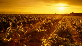 Wildfires in West affect wine grape harvest in Yakima Valley