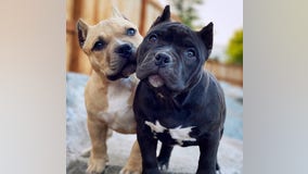 Puppies of Federal Way couple safely returned weeks after being stolen