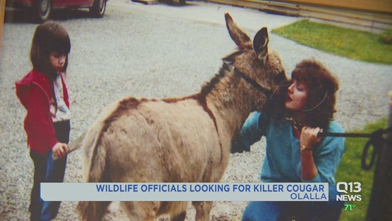 Wildlife officials warn Olalla area residents to keep pets and livestock secure after cougar kills donkey