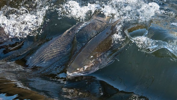 Idaho congressman unveils plan to breach dams, save PNW salmon