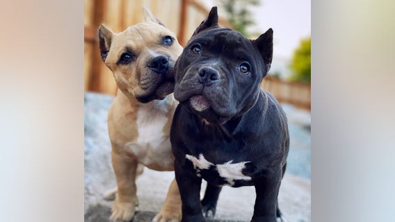 Puppies of Federal Way couple safely returned weeks after being stolen