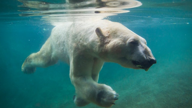 Boris the polar bear, the oldest male of his species in human care, euthanized at Point Defiance Zoo