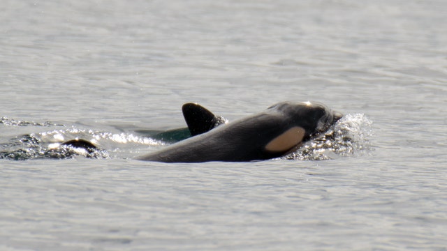 Second new orca baby spotted with J-Pod in less than a month