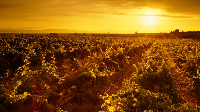 Wildfires in West affect wine grape harvest in Yakima Valley