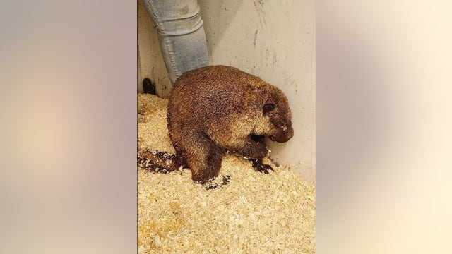 Porcupine rescued from wildfire near Bridgeport on the mend