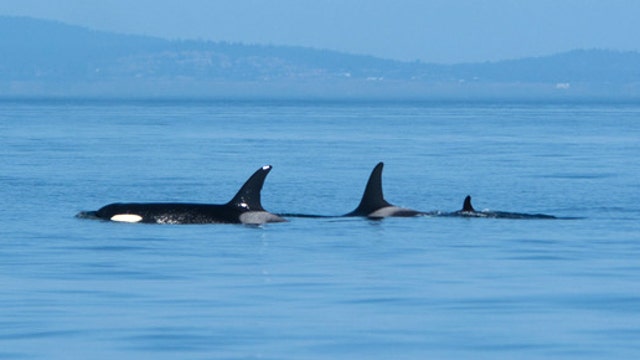 Southern resident orca Tahlequah gives birth to new calf
