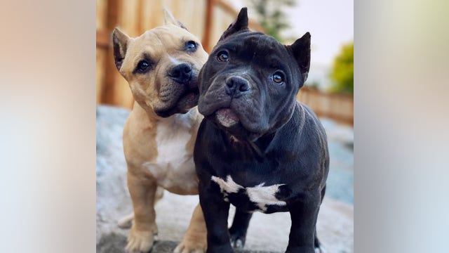 Puppies of Federal Way couple safely returned weeks after being stolen