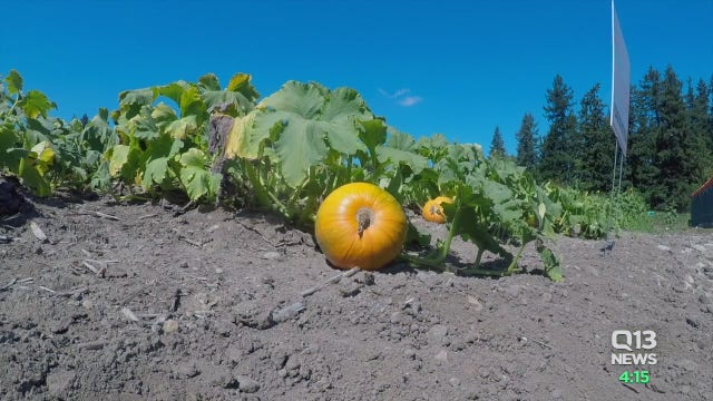 Pumpkin patches, corn mazes can open in more counties under new guidelines