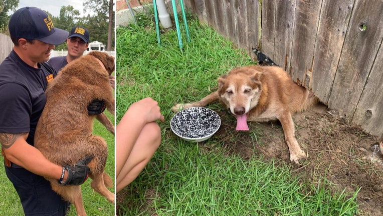 st george fire dog fence rescue