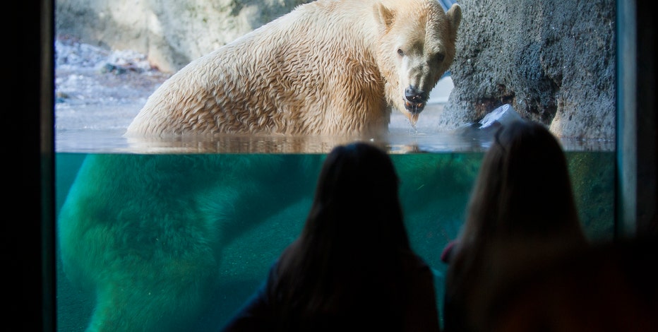 The death of a polar bear and the paradox of captivity