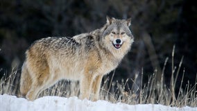 Conservationists call for action on Northwest wolf poaching