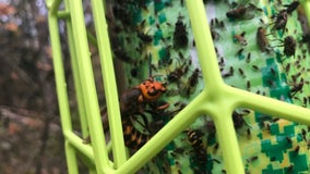 The nest is gone, but a few Asian hornets remain on Whatcom County man's property