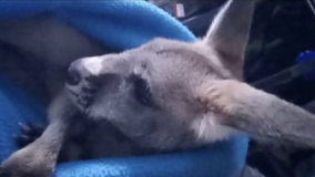 Missing kangaroo found in Monroe, heading to Fall City animal hospital