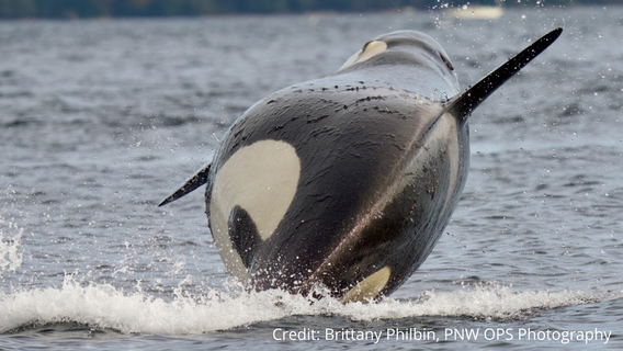 Photos show pregnant southern resident orca J46 in Puget Sound