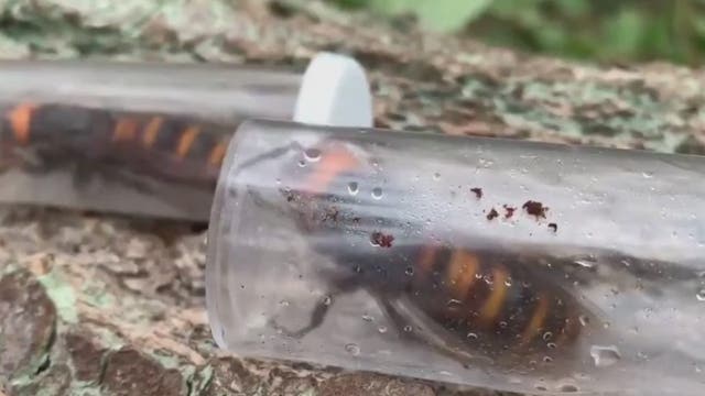 Crews find two Asian giant hornet queens in Whatcom County nest