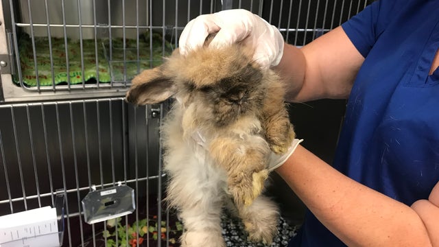 Man arrested after more than 220 animals found at West Seattle property