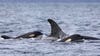 New photos show southern resident orca calves swimming with their moms off B.C. coast