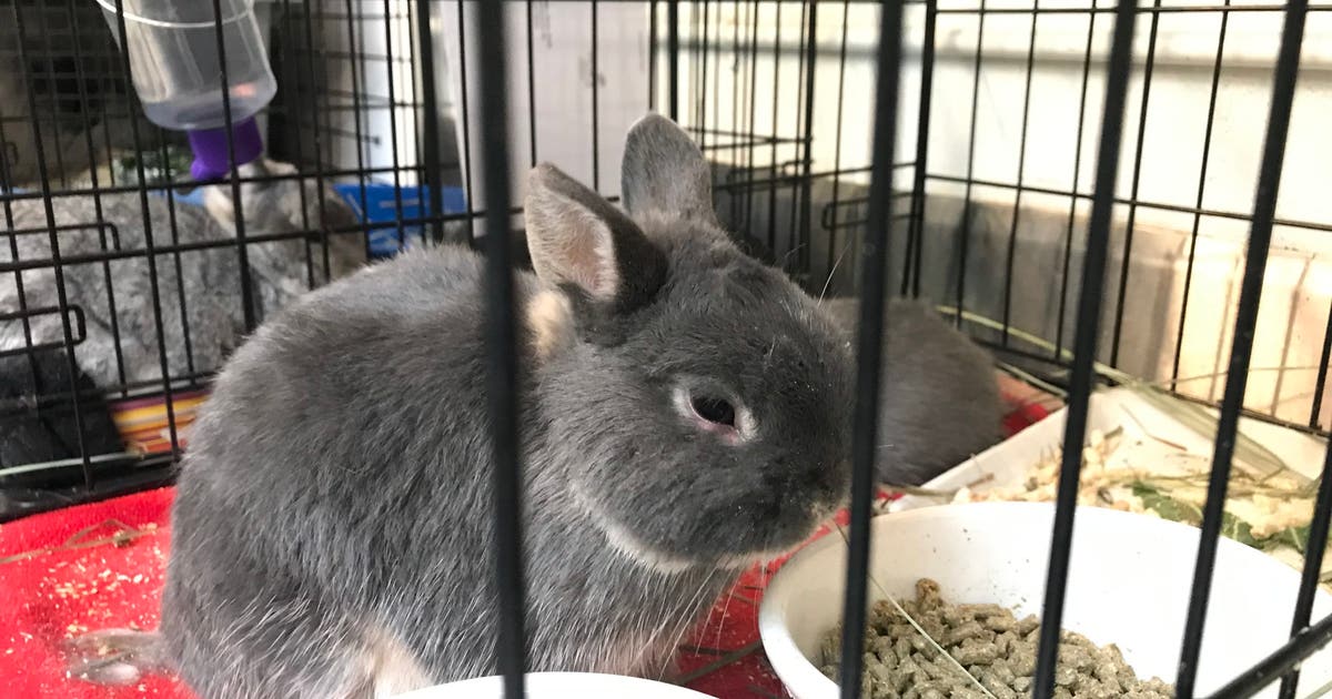 West Seattle man charged with 17 counts of animal cruelty involving ...