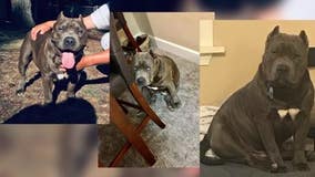 Help find 'Burns' and heal couple's heartbreak after newly adopted dog is stolen in front of their home