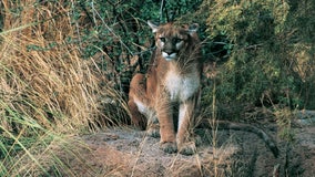4-year-old attacked by mountain lion at WA's Olympic National Park