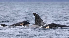 Baby orca spotted with L Pod for the first time in two years
