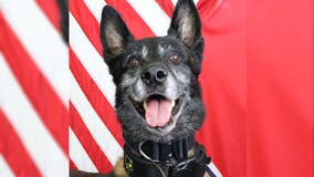 Tennessee K9 dies after being shot 3 times by suspect