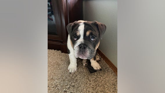 Bonney Lake family hurting after beloved dog is killed by a coyote