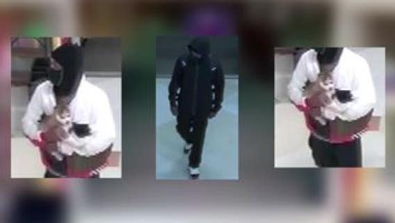 Help ID armed robbery suspects who heartlessly pulled puppy into middle of bold jewelry store heist