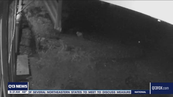 Bonney Lake family hurting after beloved dog is killed by a coyote