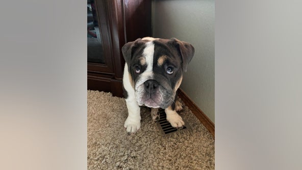 Bonney Lake family hurting after beloved dog is killed by a coyote