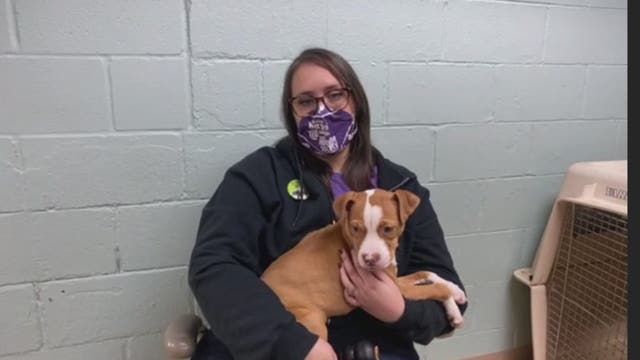 Dozens of dogs rescued in Tacoma cruelty investigation now up for adoption