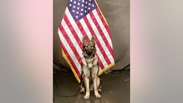 Tacoma Police welcome K9 Axel after devastating loss of K9 Ronja in August
