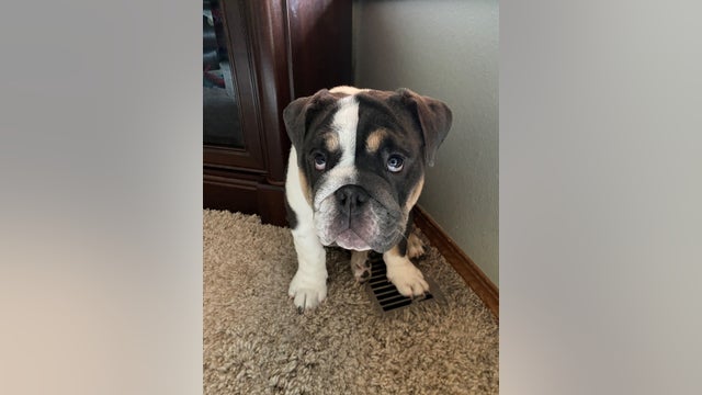 Bonney Lake family hurting after beloved dog is killed by a coyote