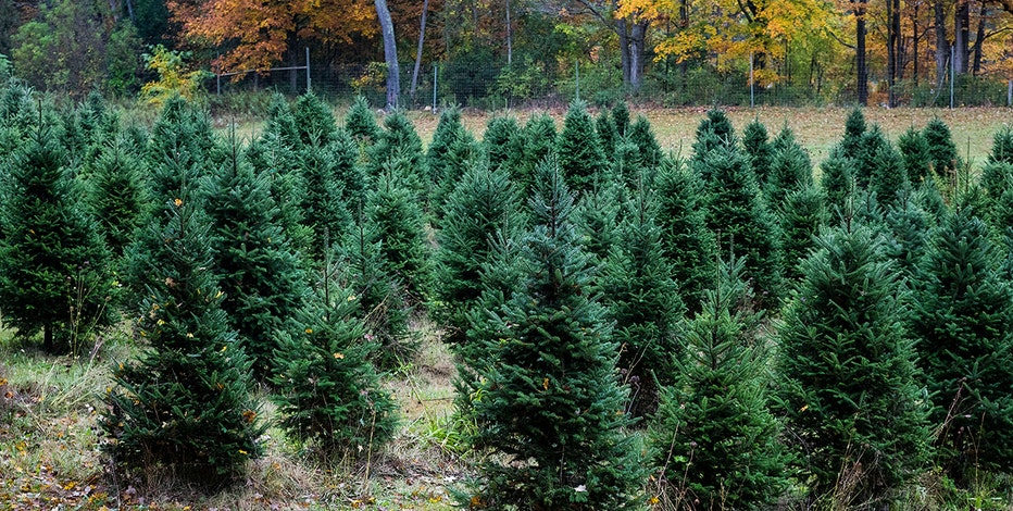 Tree DNA helps convict Washington timber thief after fire