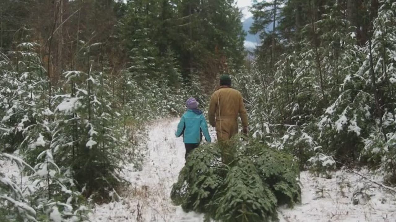 Still on the hunt for a Christmas tree? Head to the forest and cut your own for a fun family event
