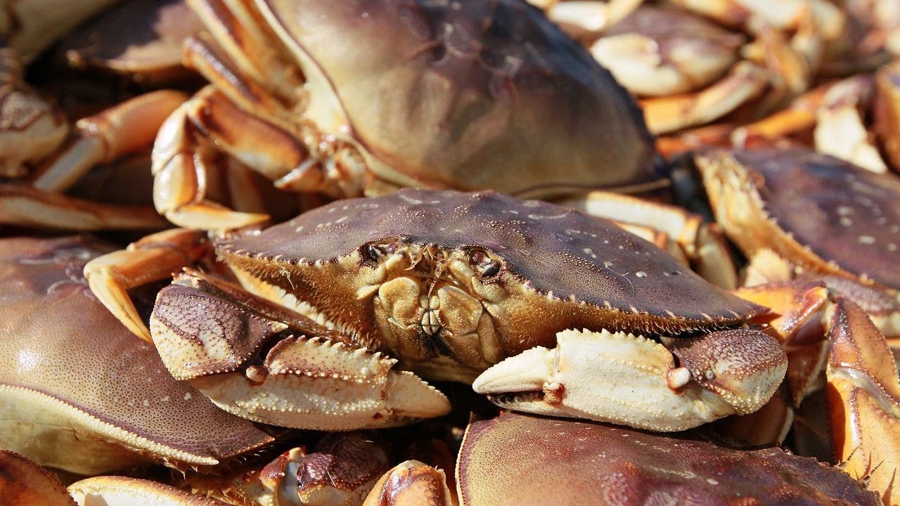 Most of Washington Coast now closed to crab fishing due to marine