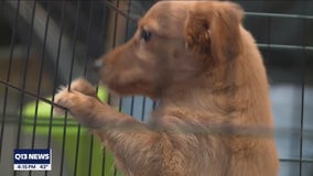 Motley Zoo halts lifesaving animal rescue services due to lack of donations during pandemic