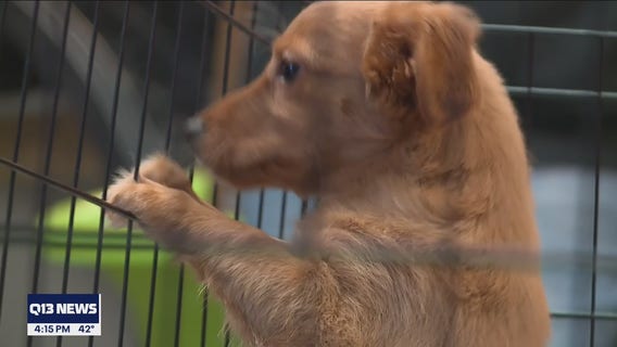 Motley Zoo halts lifesaving animal rescue services due to lack of donations during pandemic