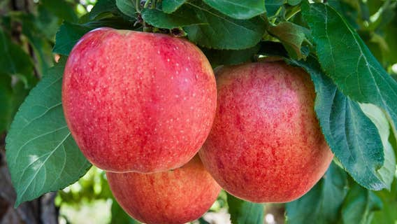 WA fruit orchard company to layoff more than 1,500 seasonal workers