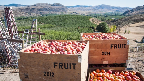 Despite 2020 challenges, Washington apple crop still delivers