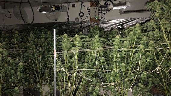 Joint law enforcement operation finds illegal marijuana production in Puyallup home